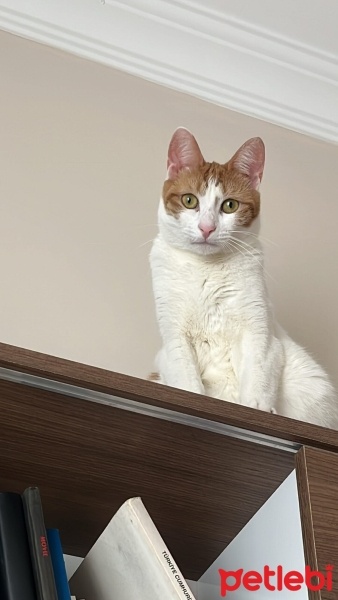 Sarman, Kedi  Sütlaç fotoğrafı