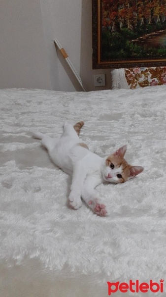Sarman, Kedi  Sütlaç fotoğrafı