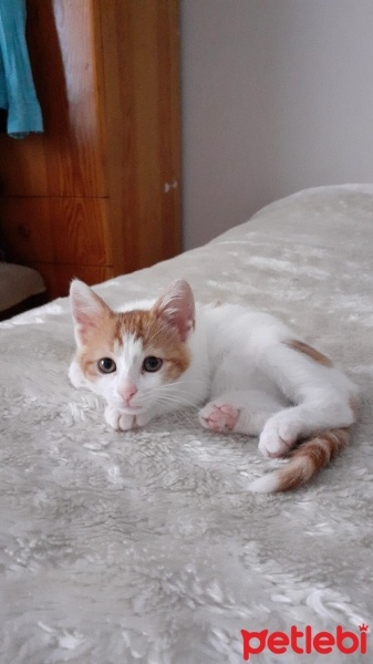 Sarman, Kedi  Sütlaç fotoğrafı
