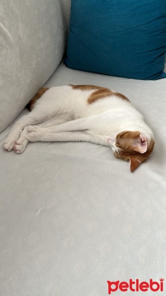 Sarman, Kedi  Sütlaç fotoğrafı