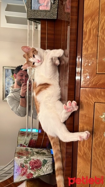 Sarman, Kedi  Sütlaç fotoğrafı