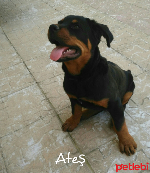 Rottweiler, Köpek  Ateş fotoğrafı