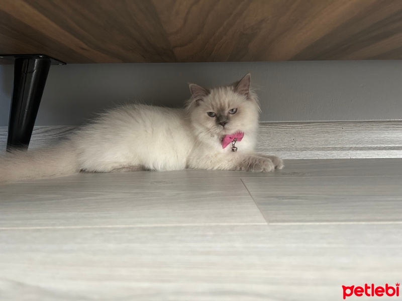 British Longhair, Kedi  Pamuk fotoğrafı