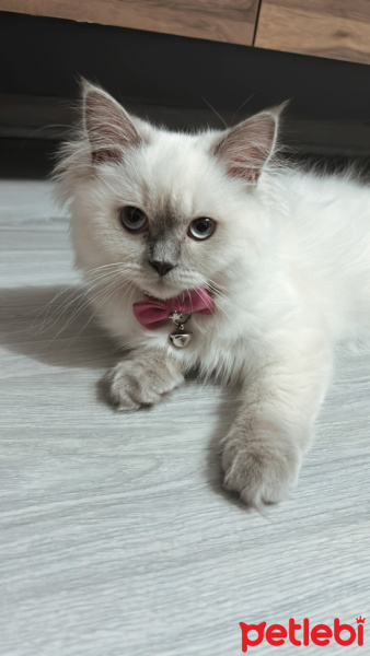 British Longhair, Kedi  Pamuk fotoğrafı