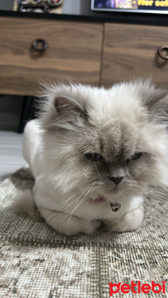 British Longhair, Kedi  Pamuk fotoğrafı