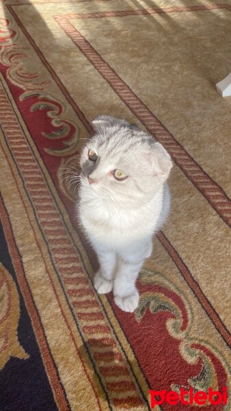 Scottish Fold, Kedi  lady fotoğrafı