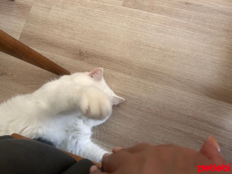 British Shorthair, Kedi  Luna fotoğrafı