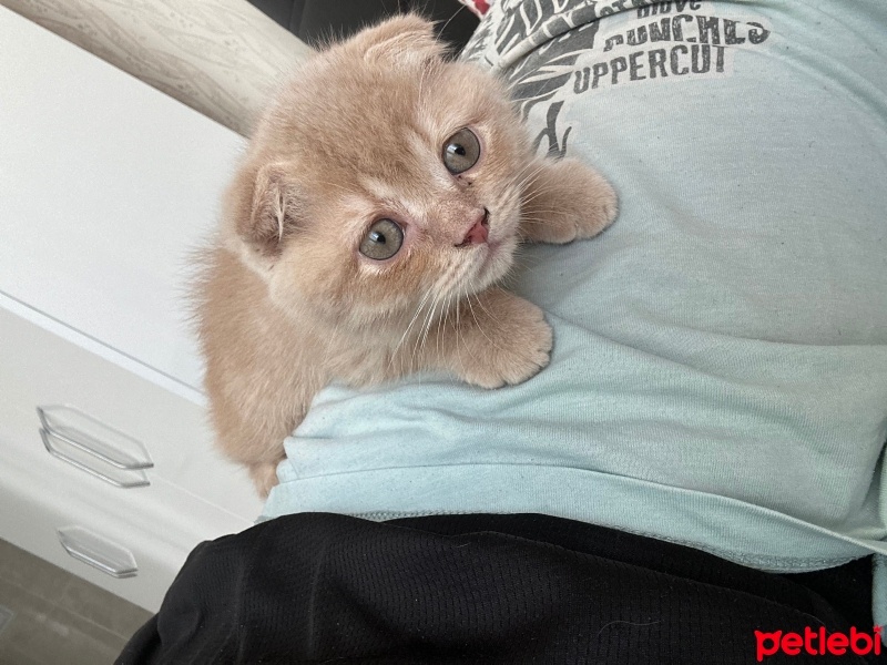 Scottish Fold, Kedi  Karamel fotoğrafı