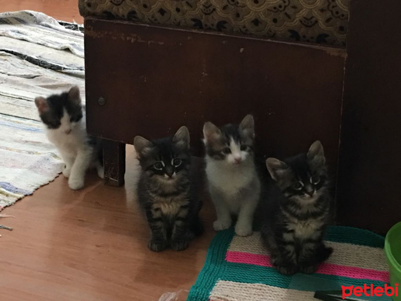 Tekir Kedi, Kedi  Patik fotoğrafı