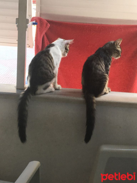 Tekir Kedi, Kedi  Patik fotoğrafı