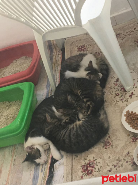 Tekir Kedi, Kedi  Patik fotoğrafı