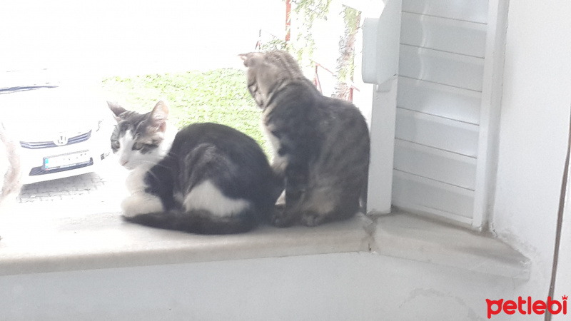 Tekir Kedi, Kedi  Patik fotoğrafı