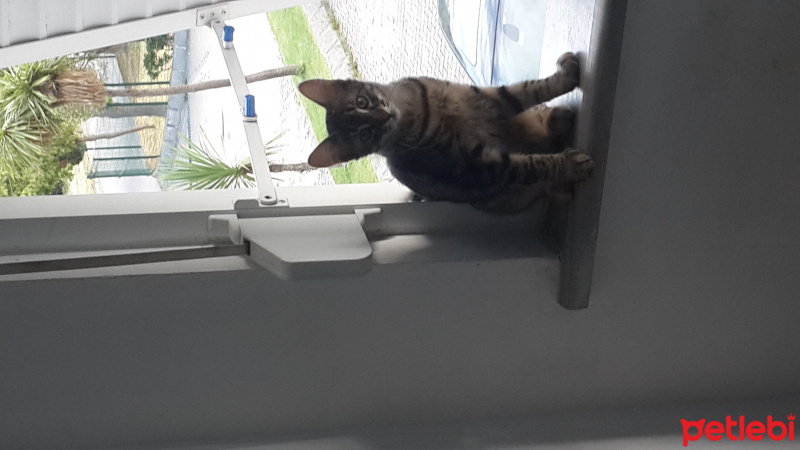 Tekir Kedi, Kedi  Patik fotoğrafı