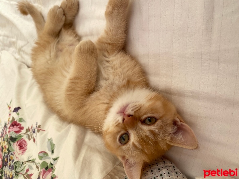 British Shorthair, Kedi  Pamuk fotoğrafı