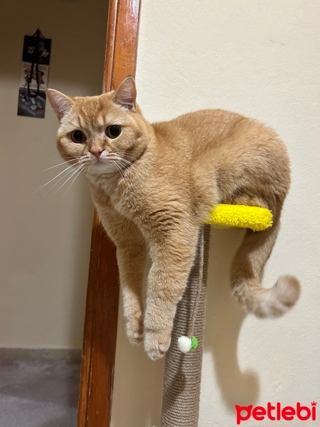 British Shorthair, Kedi  Pamuk fotoğrafı