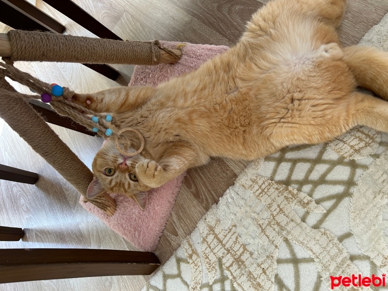 British Shorthair, Kedi  Pamuk fotoğrafı