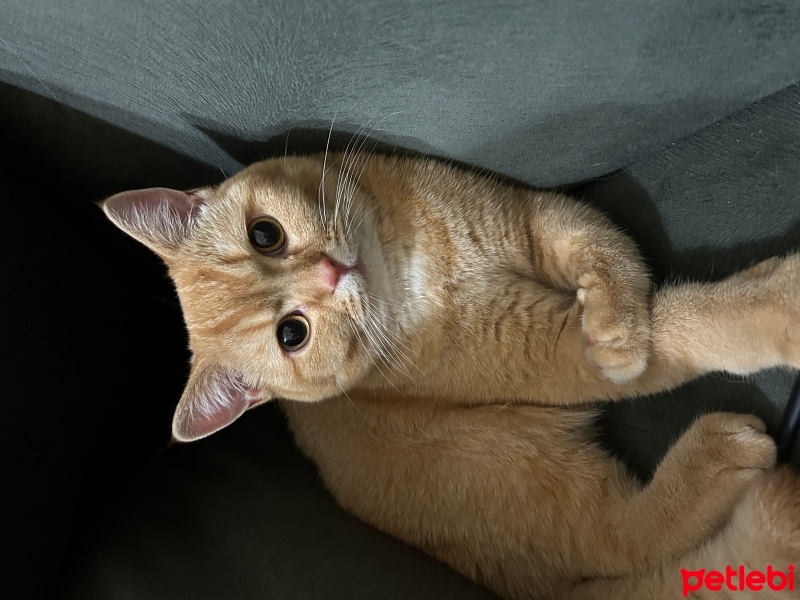 British Shorthair, Kedi  Pamuk fotoğrafı