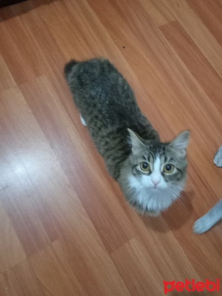 Tekir Kedi, Kedi  Limon ve pati fotoğrafı