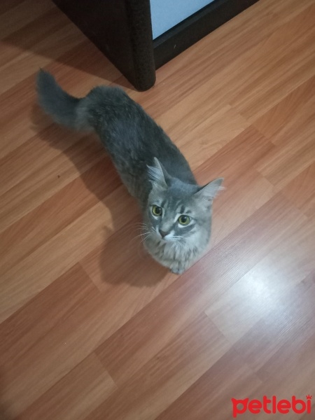 Tekir Kedi, Kedi  Limon ve pati fotoğrafı