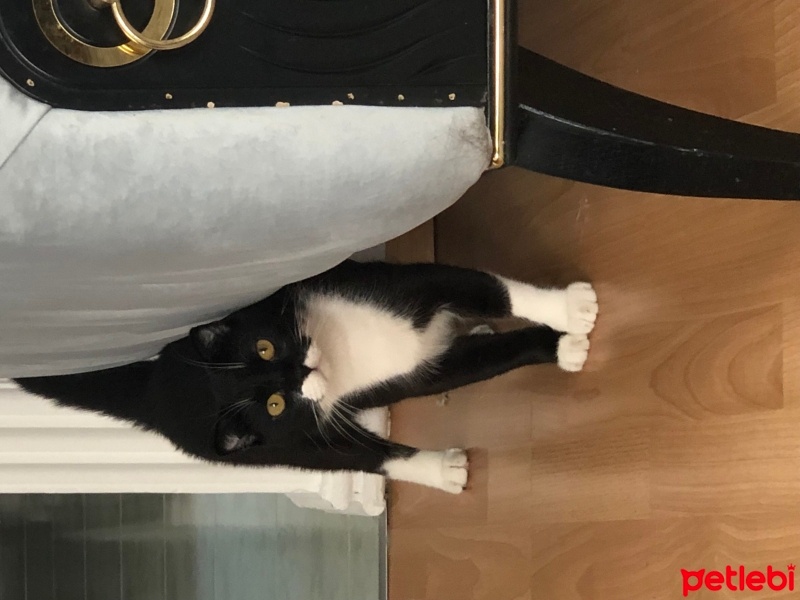 Scottish Fold, Kedi  Çiko fotoğrafı