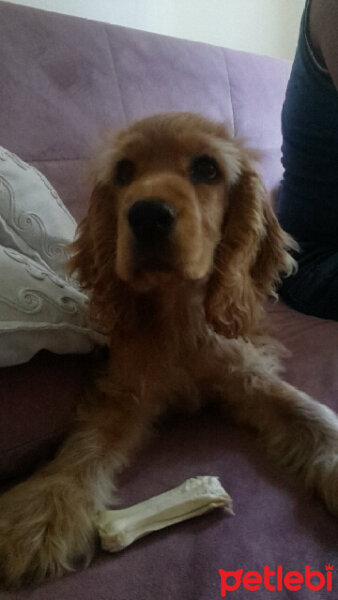 İngiliz Cocker Spaniel, Köpek  Major fotoğrafı