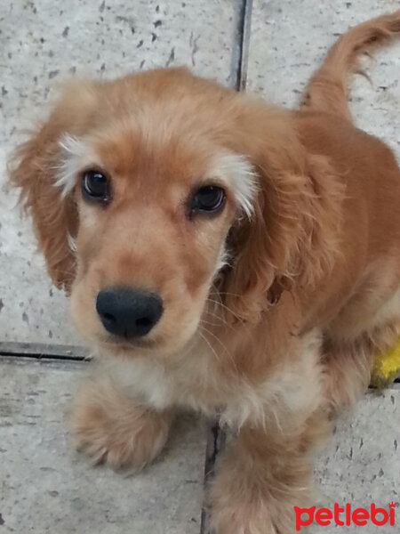 İngiliz Cocker Spaniel, Köpek  Major fotoğrafı