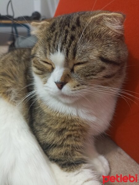 Scottish Fold, Kedi  Pamuk fotoğrafı