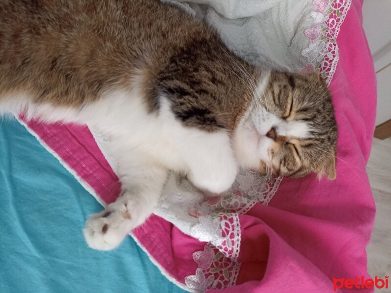 Scottish Fold, Kedi  Pamuk fotoğrafı