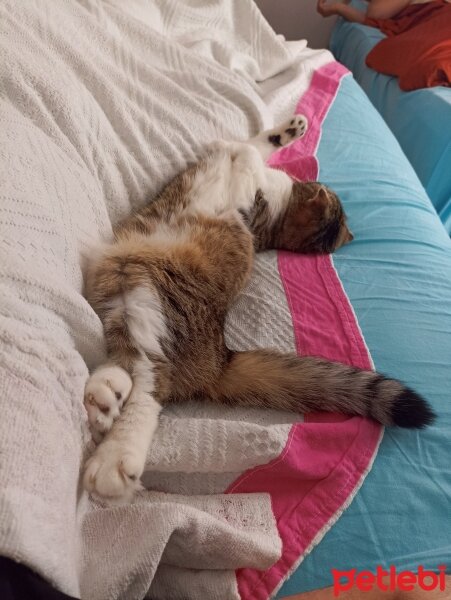 Scottish Fold, Kedi  Pamuk fotoğrafı