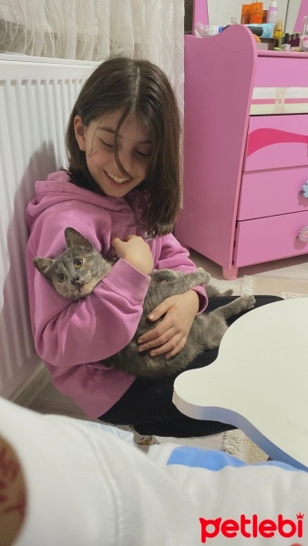 Tekir Kedi, Kedi  Duman fotoğrafı