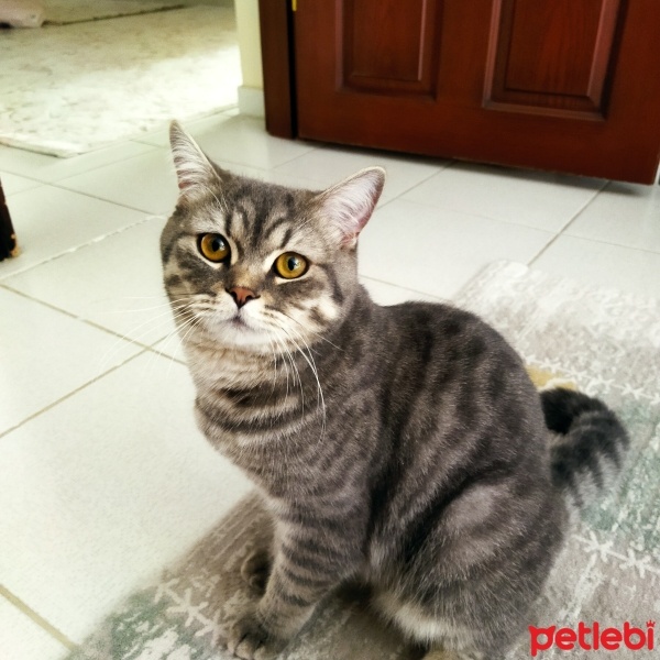 British Shorthair, Kedi  Duman fotoğrafı