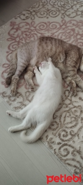 British Shorthair, Kedi  Pamuk fotoğrafı
