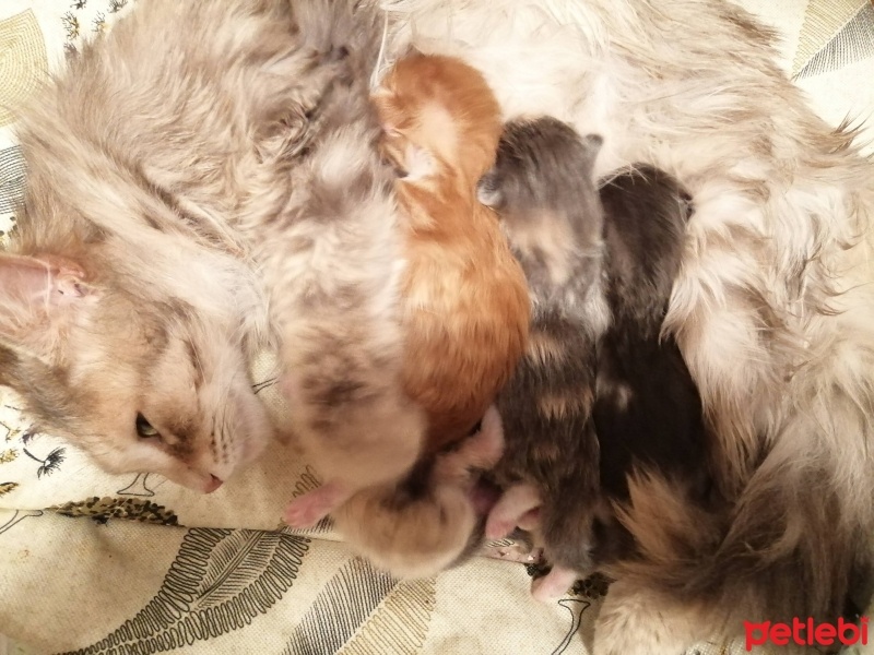 Somali, Kedi  Yumuyum fotoğrafı