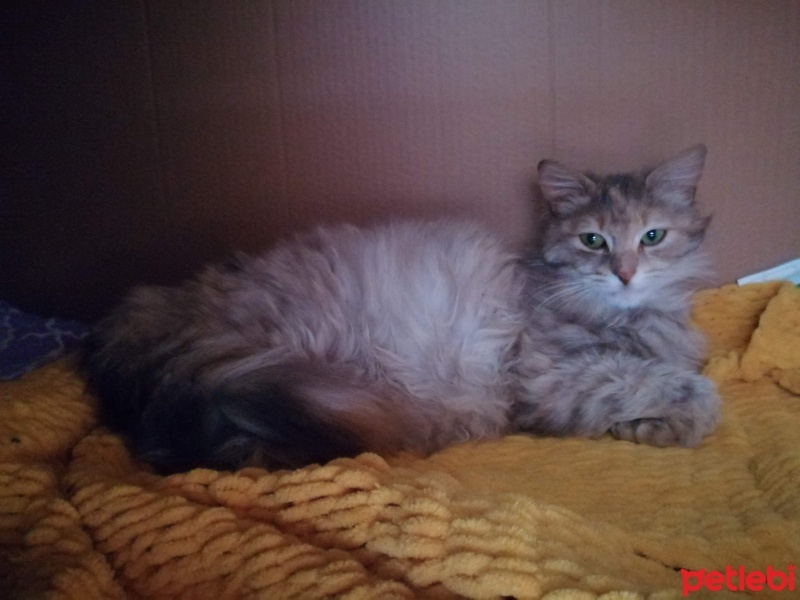 Somali, Kedi  Yumuyum fotoğrafı