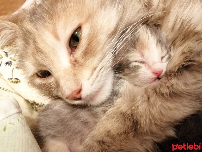 Somali, Kedi  Yumuyum fotoğrafı
