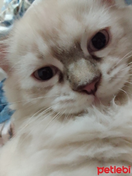 British Longhair, Kedi  Mavi fotoğrafı