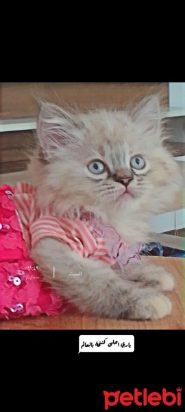 British Longhair, Kedi  Mavi fotoğrafı