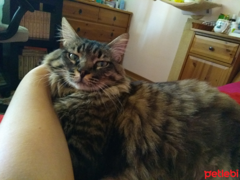Tekir Kedi, Kedi  Papi fotoğrafı