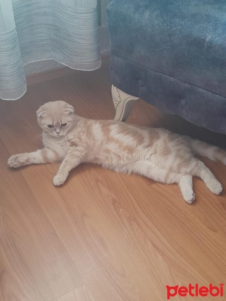 Scottish Fold, Kedi  Scottish fold fotoğrafı