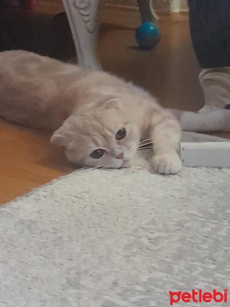 Scottish Fold, Kedi  Scottish fold fotoğrafı