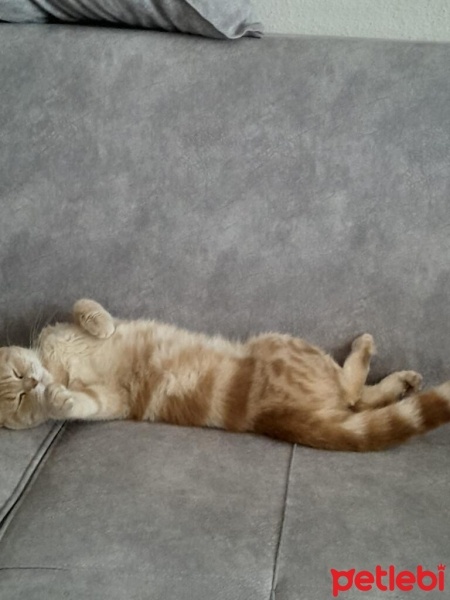 Scottish Fold, Kedi  Scottish fold fotoğrafı