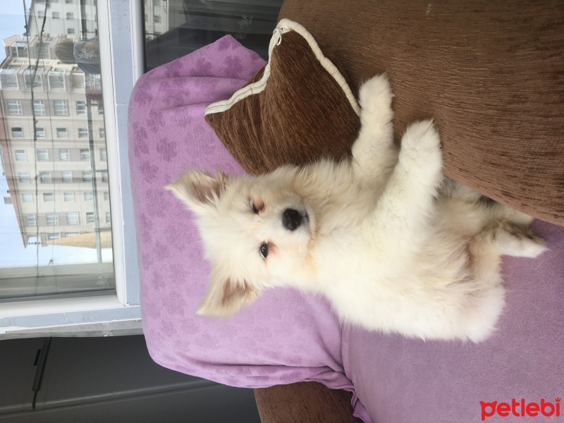 Samoyed, Köpek  sirius fotoğrafı