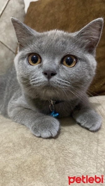 British Shorthair, Kedi  Duman fotoğrafı