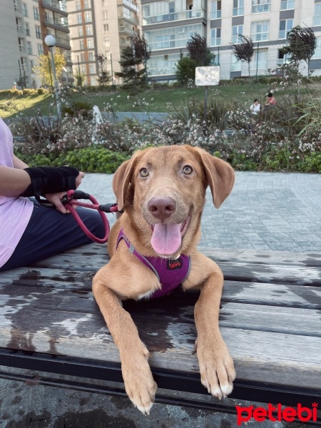 Labrador Retriever, Köpek  LİYA fotoğrafı