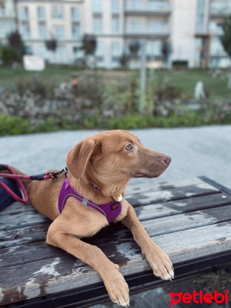 Labrador Retriever, Köpek  LİYA fotoğrafı