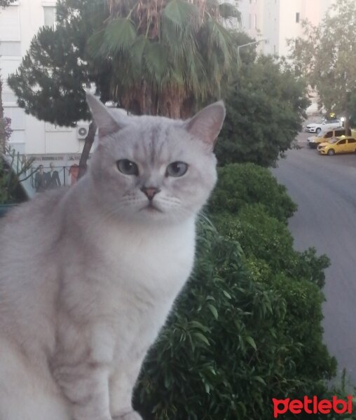 Honey Bear, Kedi  Duman fotoğrafı