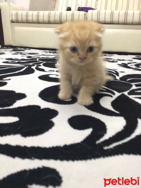 Scottish Fold, Kedi  İsimsiz fotoğrafı