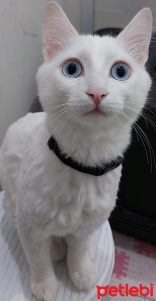 Van Kedisi, Kedi  Bulut fotoğrafı