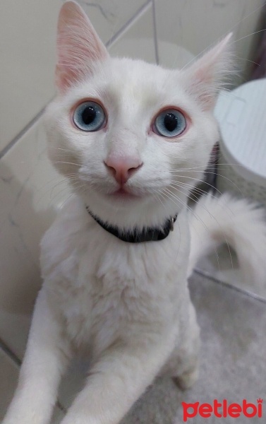 Van Kedisi, Kedi  Bulut fotoğrafı