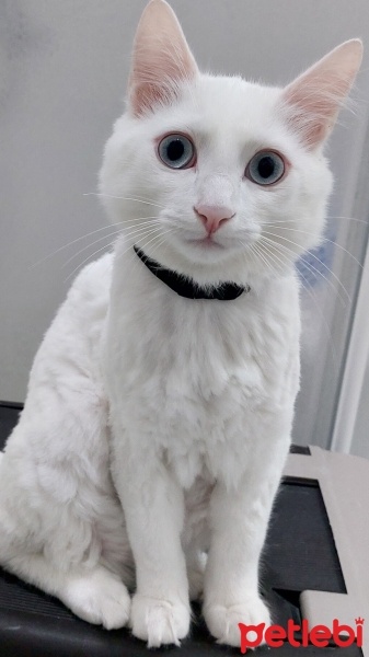 Van Kedisi, Kedi  Bulut fotoğrafı